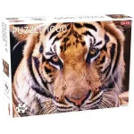 Legnépszerűbb Tactic - Tigris portré puzzle 1000 pcs